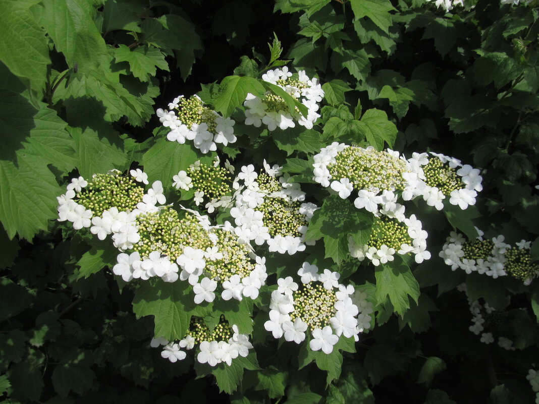 май - Елена Шаламова