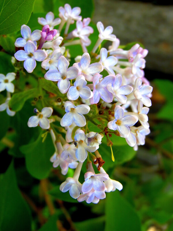 Сирень. - nadyasilyuk Вознюк Сирень. - nadyasilyuk Вознюк