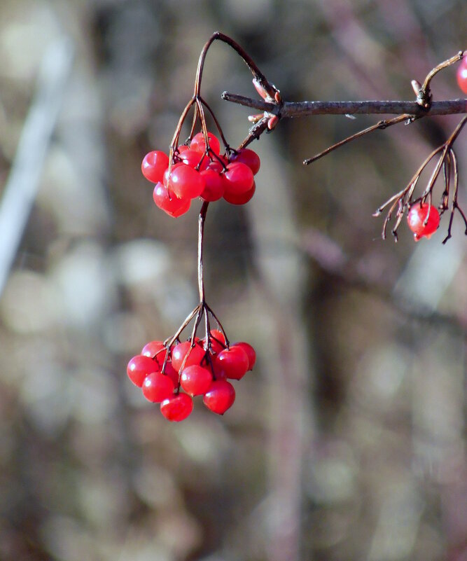 Ягода-калина. - nadyasilyuk Вознюк Ягода-калина. - nadyasilyuk Вознюк