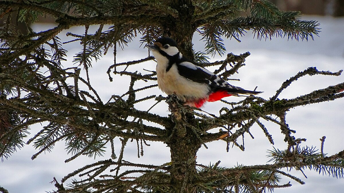 Дятел в городском парке. - Милешкин Владимир Алексеевич Дятел в городском парке. - Милешкин Владимир Алексеевич