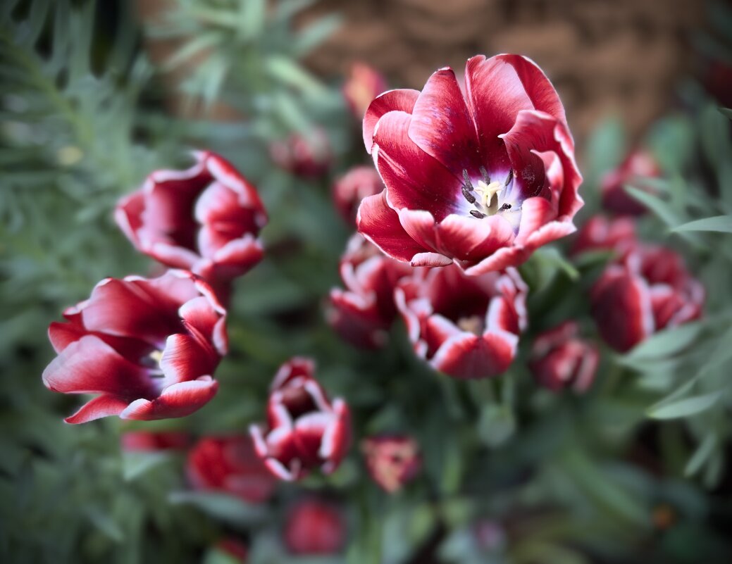 Все вокруг затопило тюльпановой нежностью… - Любовь 