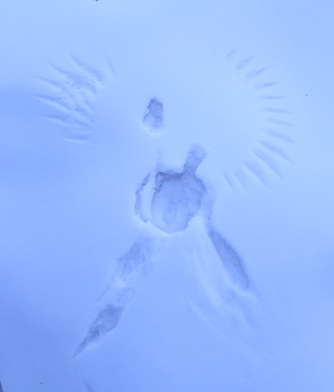 Следы птицы на снегу - Галина Минчук Следы птицы на снегу - Галина Минчук