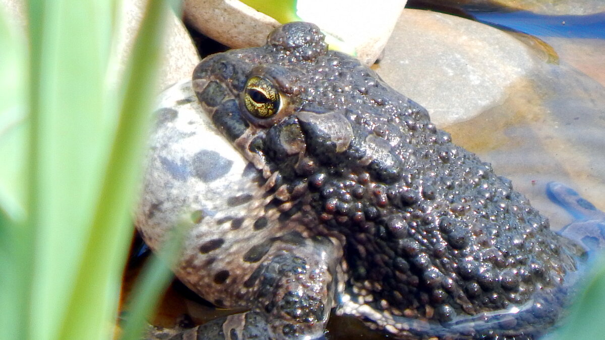 Поёт . - ВикТор Быстров Поёт . - ВикТор Быстров