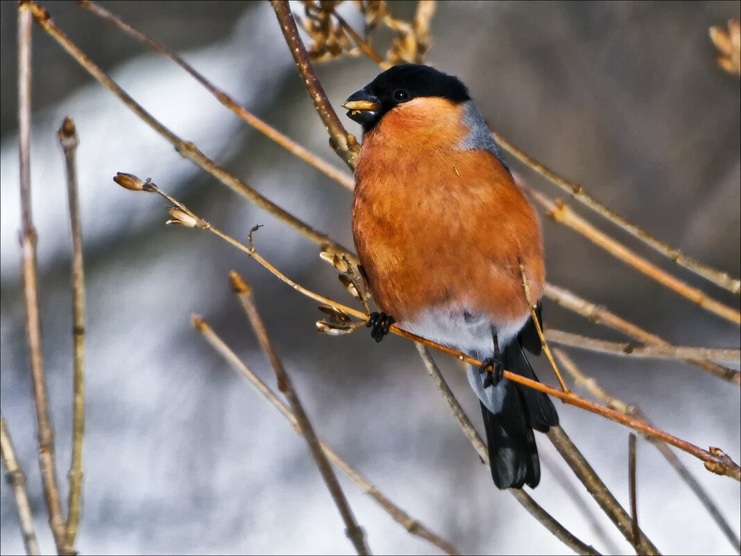 Красно солнышко - Валентина * Красно солнышко - Валентина *