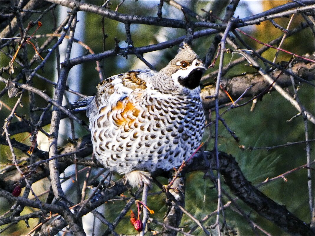 Рябчик - Валентина *