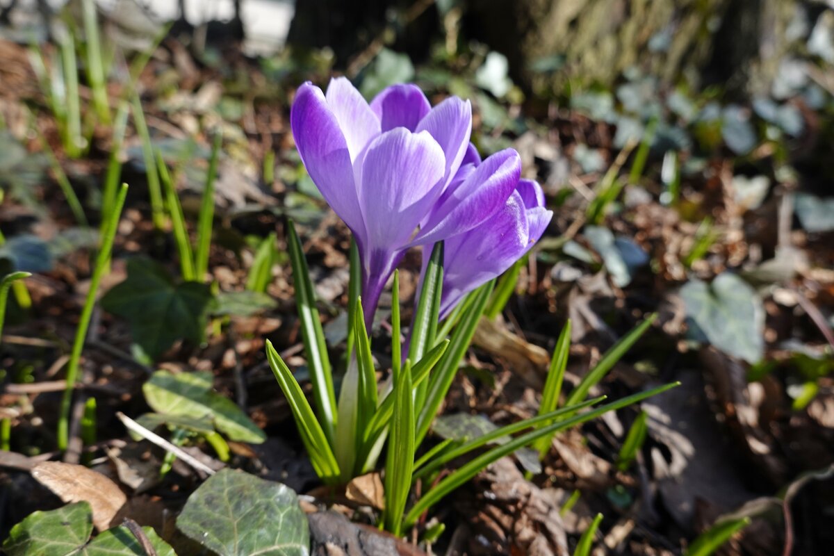 По земле весна гуляет, Крокус снова расцветёт. ... - Галина По земле весна гуляет, Крокус снова расцветёт. ... - Галина