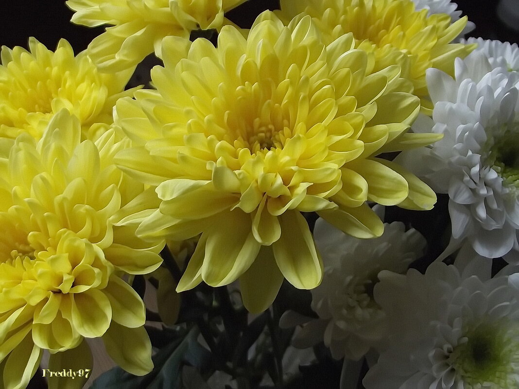 Хризантемы - Freddy 97