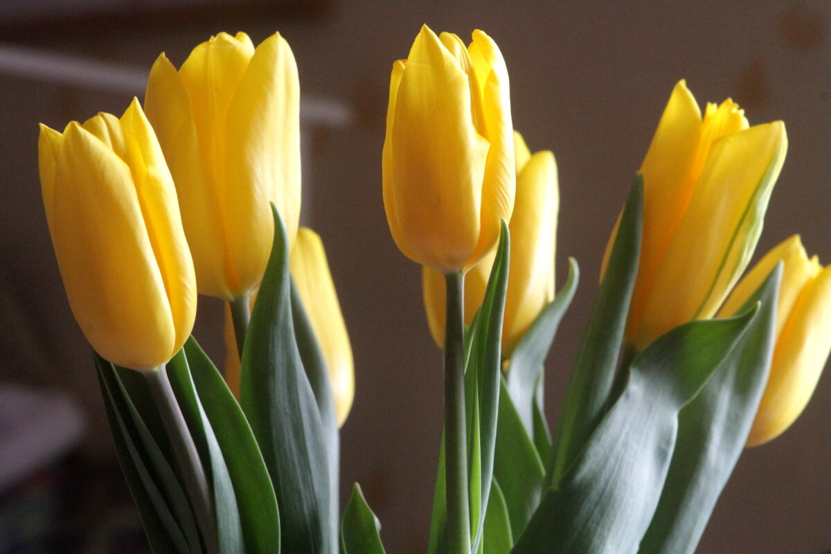 Символ Весны - олег свирский 