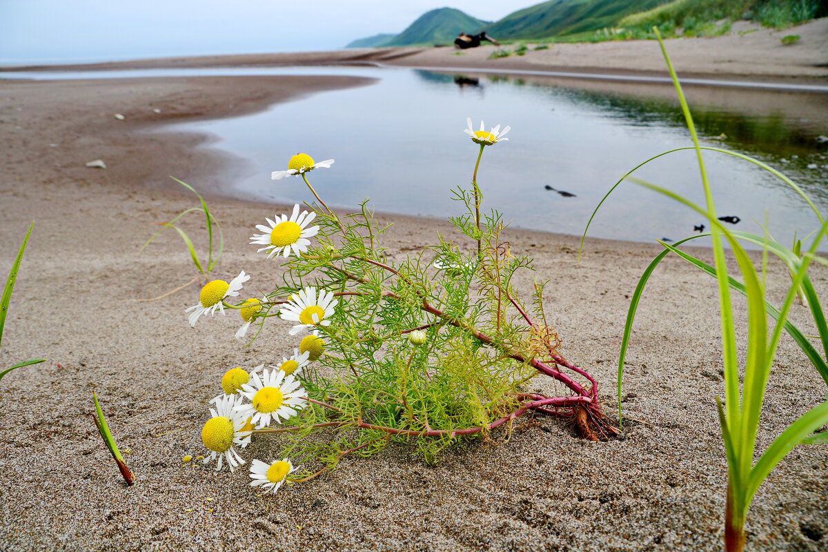 На берегу реки Коврижка. - Ирина Нафаня На берегу реки Коврижка. - Ирина Нафаня