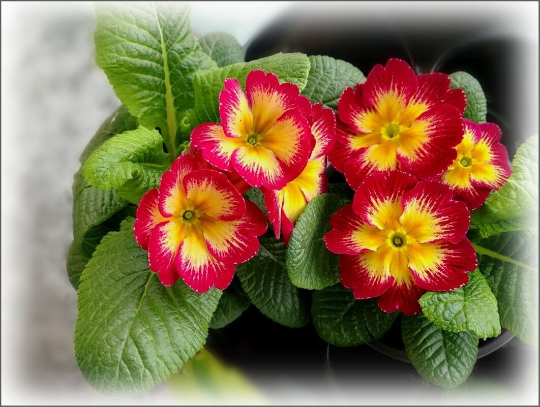 Примулы - Елена Сухорученкова