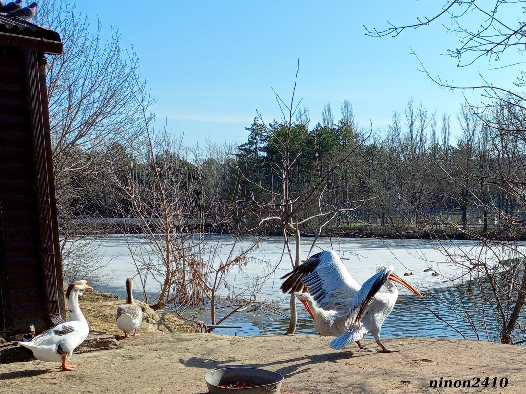 Март в ростовском зоопарке - Нина Бутко