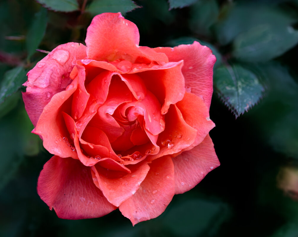 Роза после дождя - Oleg S