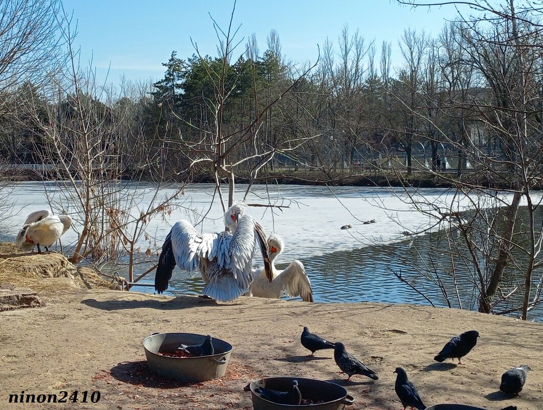 Март в ростовском зоопарке - Нина Бутко