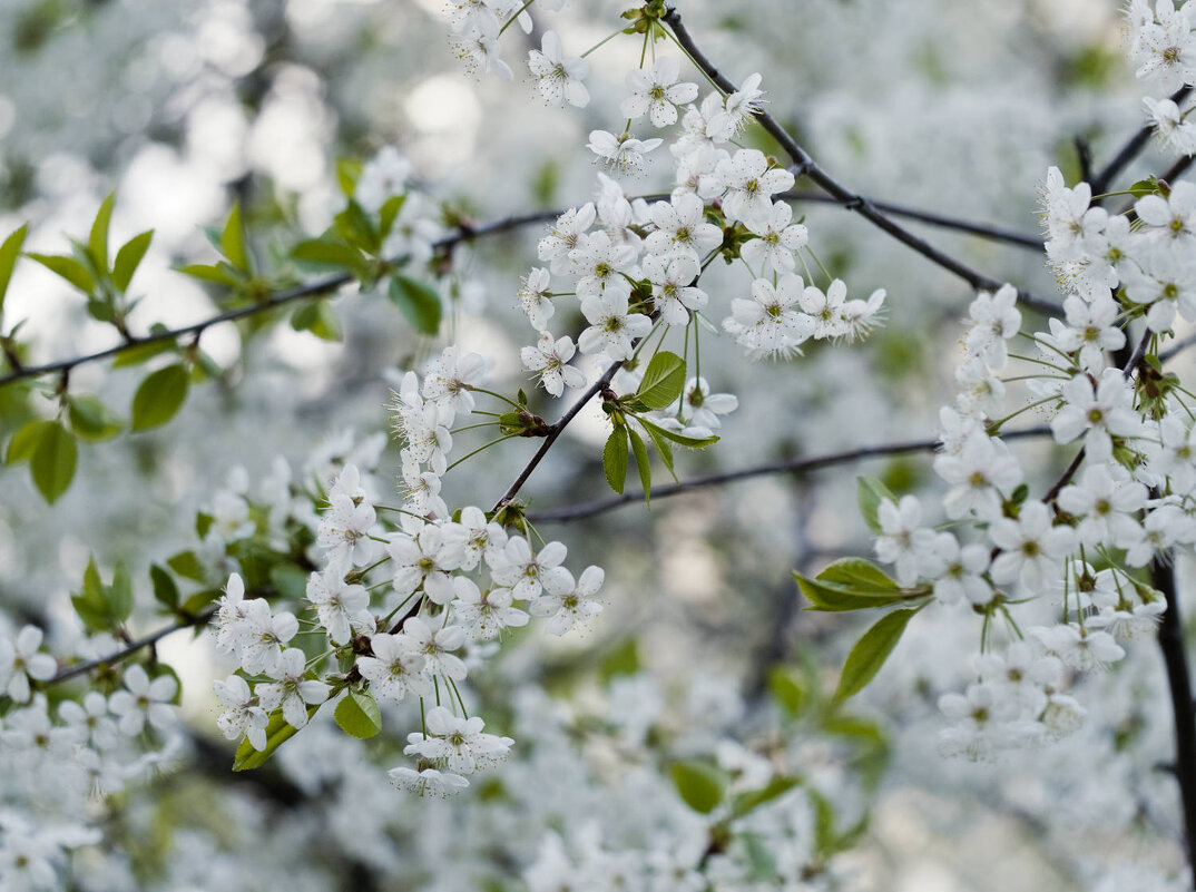 Вишня цветет - Мария К.