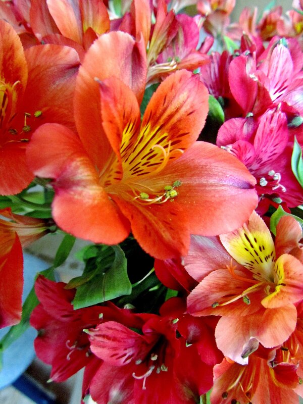 Альстрёмерии - Сергей Карачин