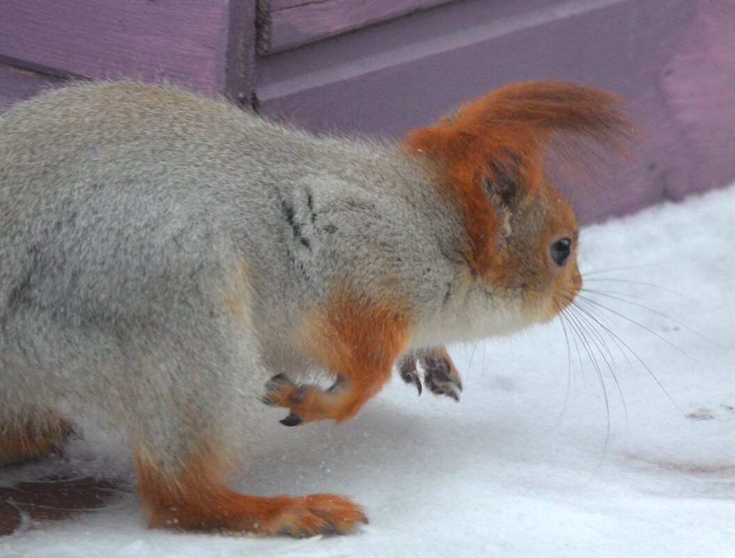 она следила за мной... - Savayr 