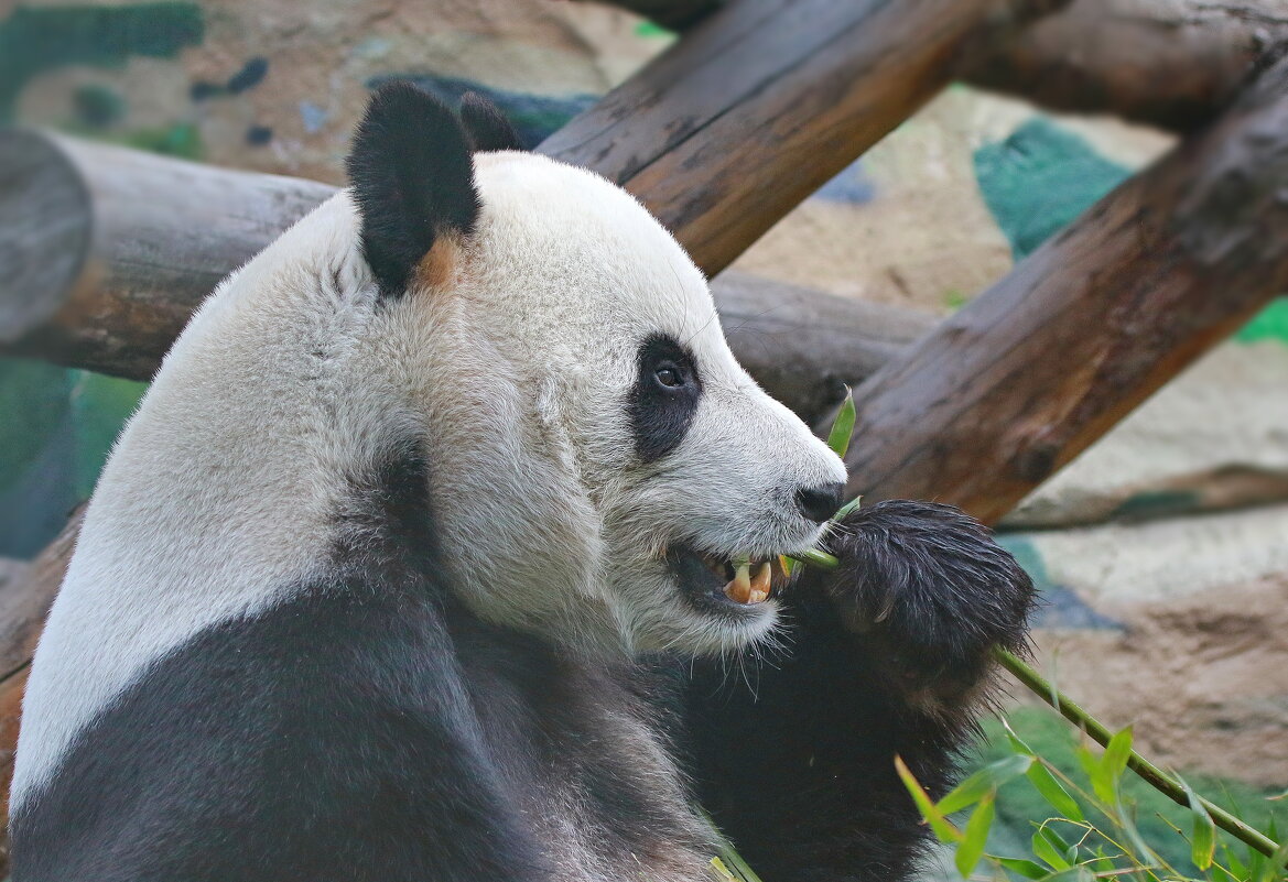 грызём бамбук... - Andrey Bragin 