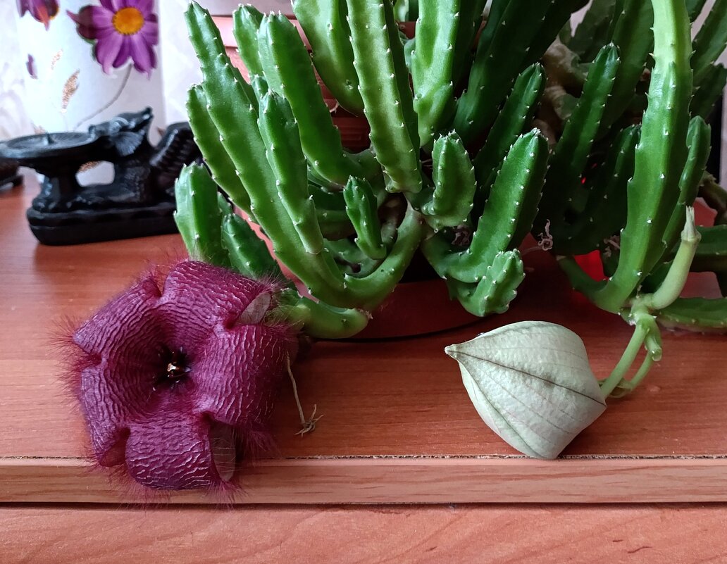 Стапелия в марте. - Ирина ***