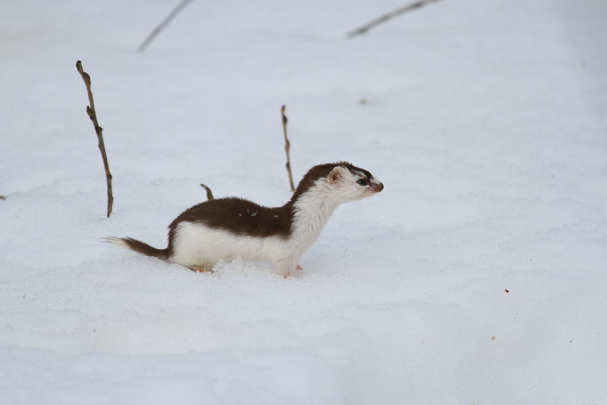 Ласка в нашем парке - Ninell Nikitina