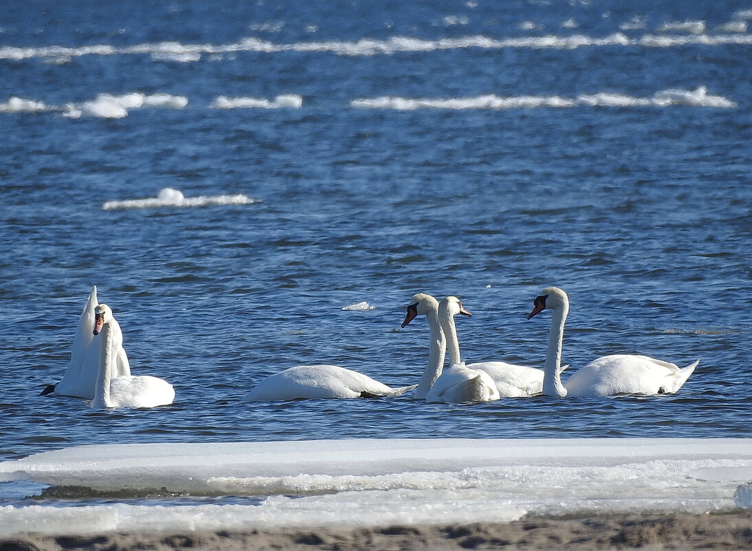 весна - ИННА ПОРОХОВА
