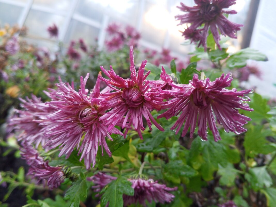 Хризантема - Сапсан 