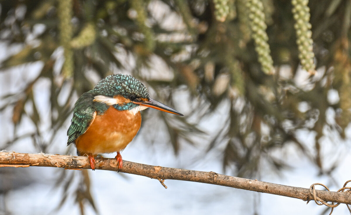 зимородок - Осень 