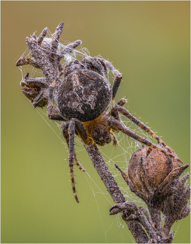 Замаскировался-). Паук(Agalenatea redii) - Александр Григорьев