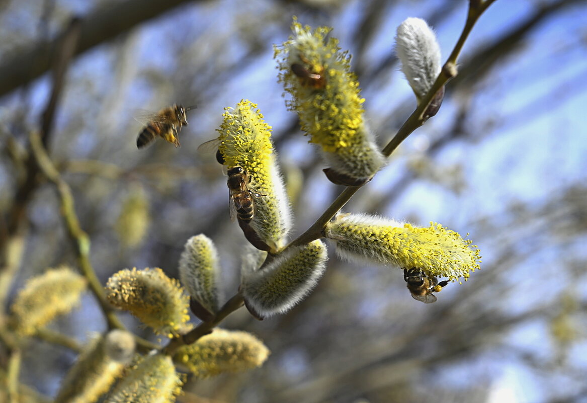 пробуждение - Aleksandr .