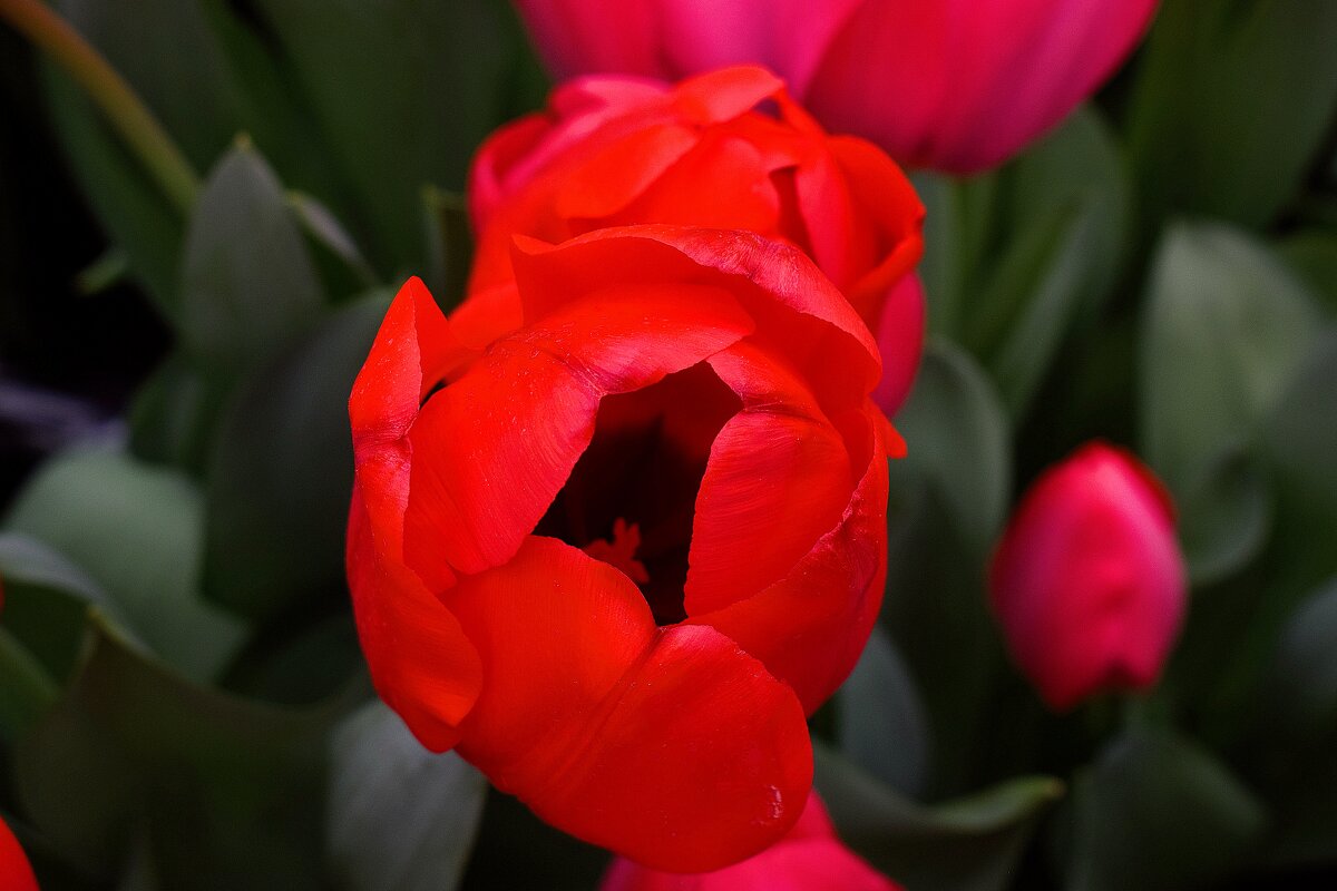 Весна в каждом лепестке. - Татьяна Помогалова