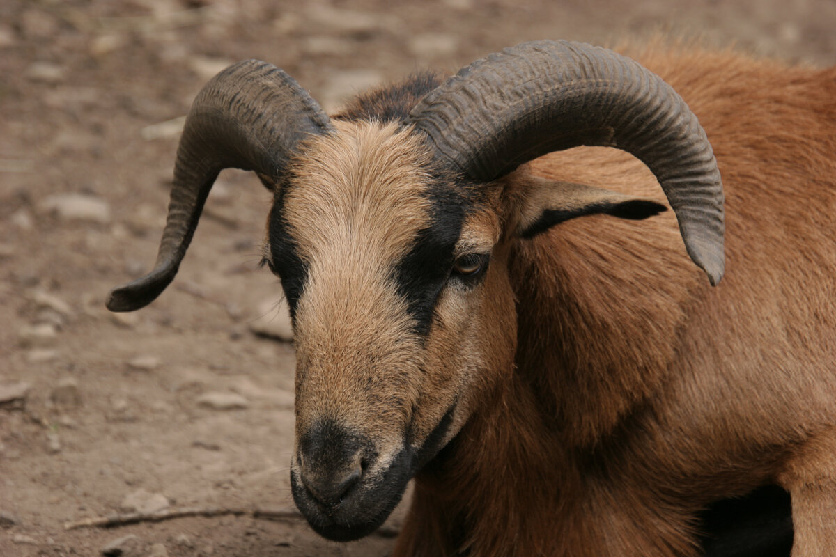 Портрет горного козла - Valziwa 