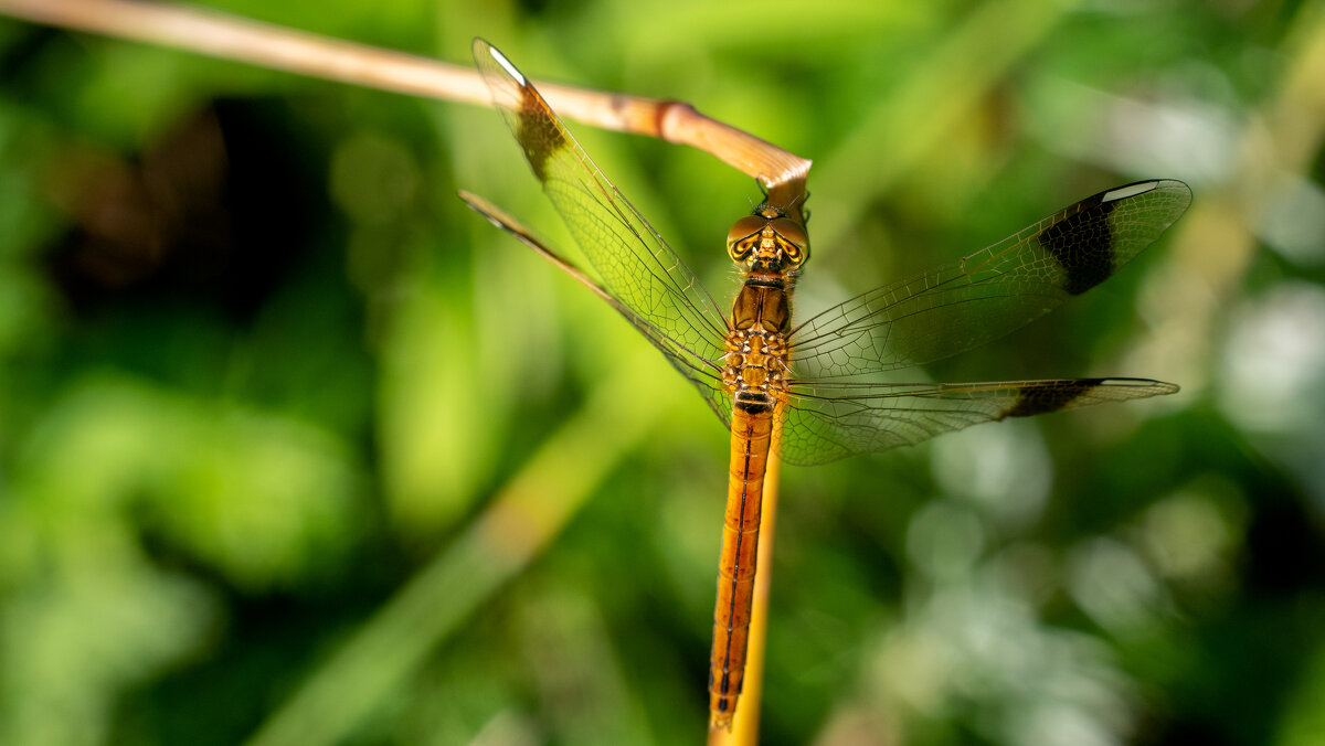Летнее макро. - Владимир Лазарев