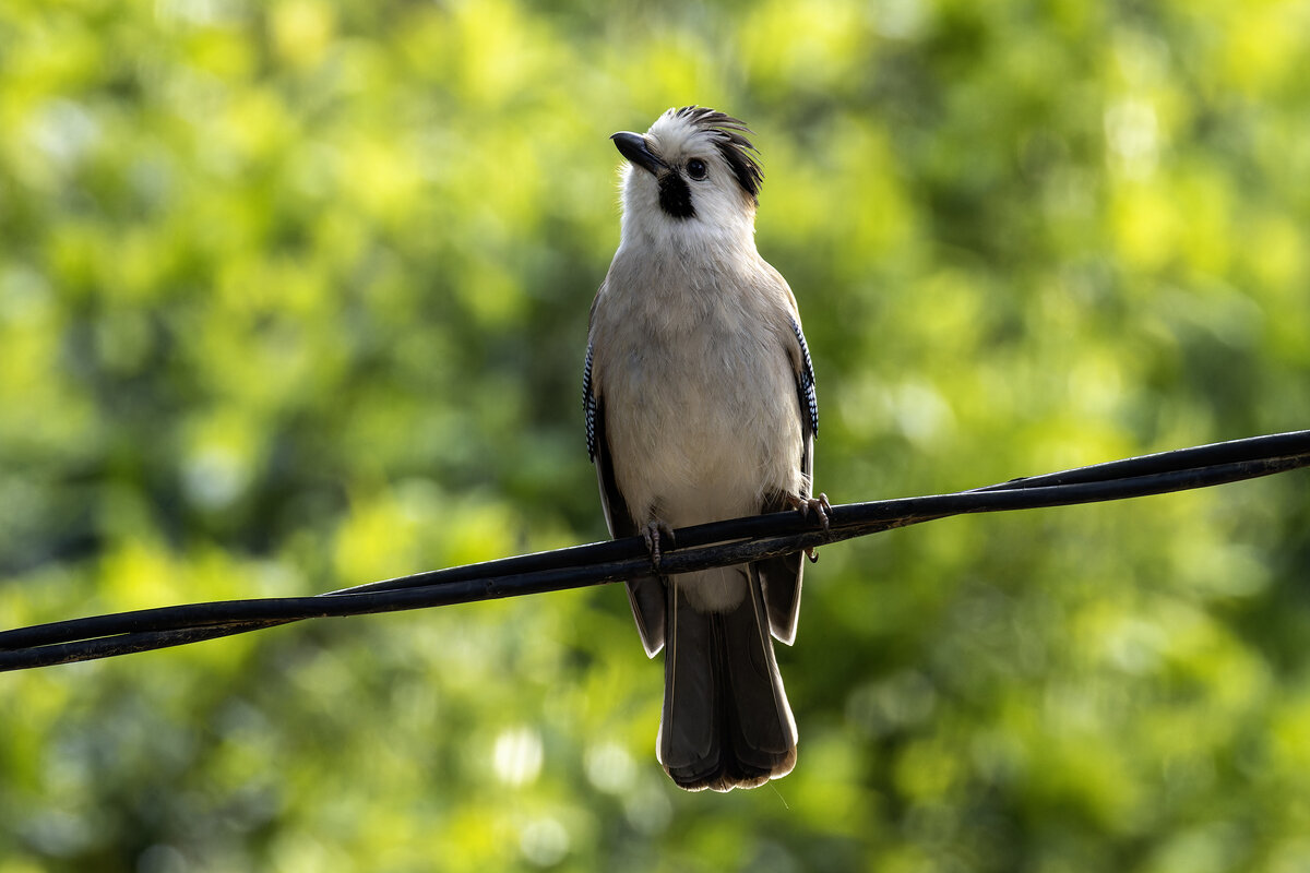 Сойка. - Alexander Amromin