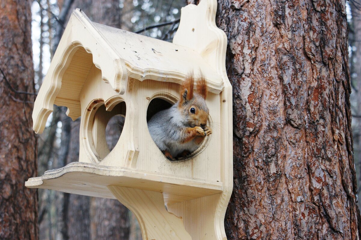 Новый домик ей понравился - Галина Нестратова