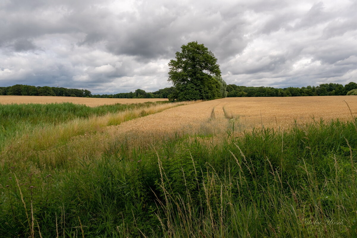 Июльский настрой... - Николай Гирш
