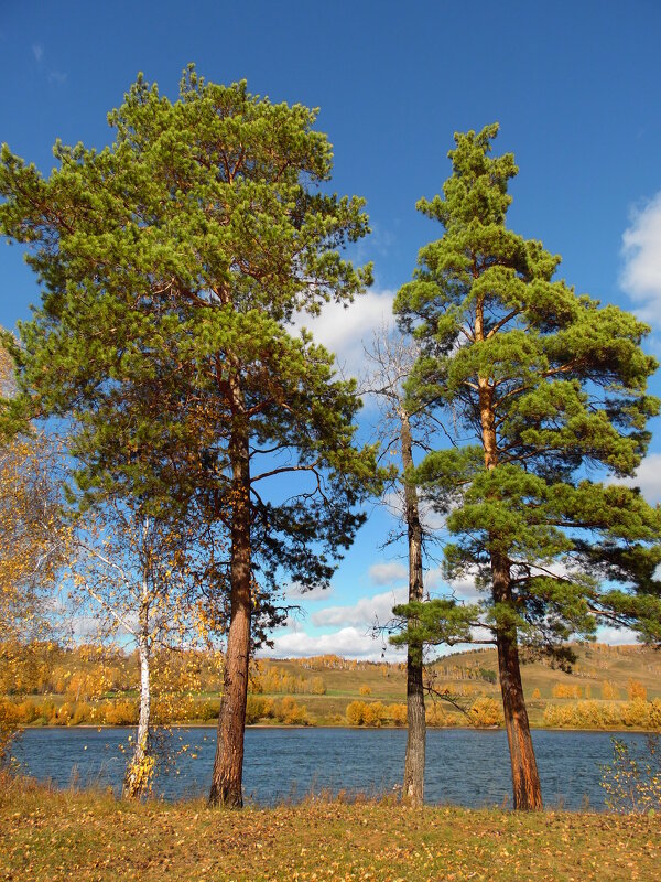 А сосны рвутся в небо... - nadyasilyuk Вознюк