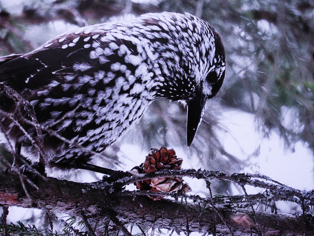 Проголодалась кедровка - Людмила Смородинская