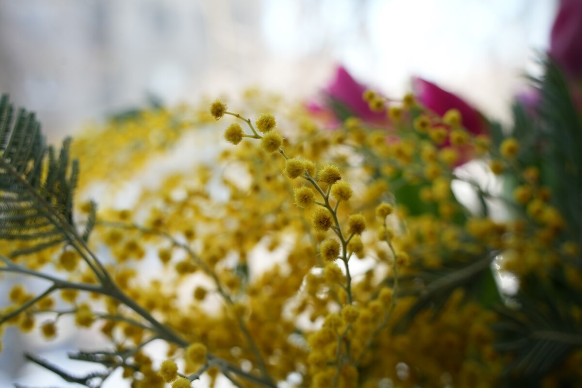 Мимоза, как привет из детства - Lersa 