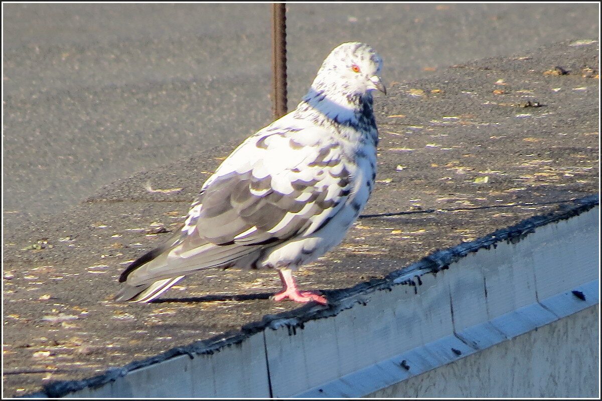 С ошейником - Сеня Белгородский