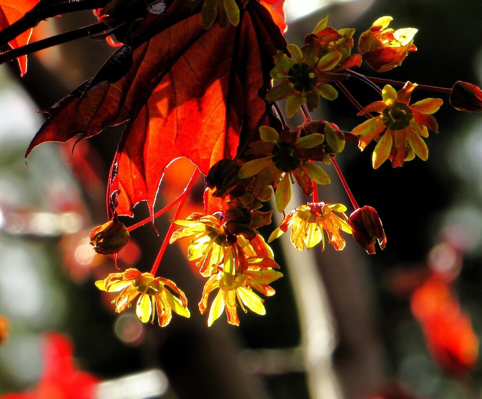 Красный клен цветет - Лариса С.