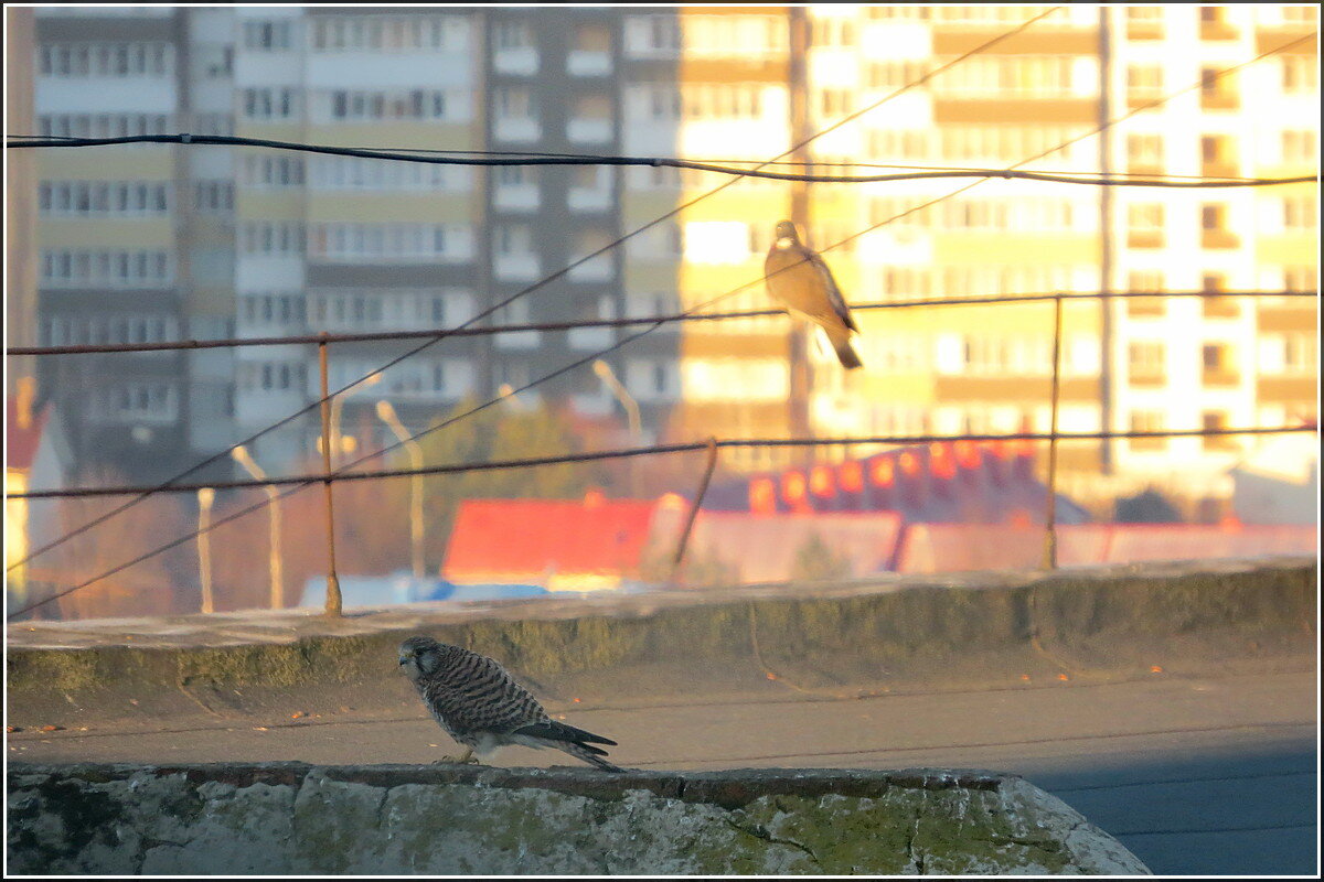 Иногородцы - Сеня Белгородский