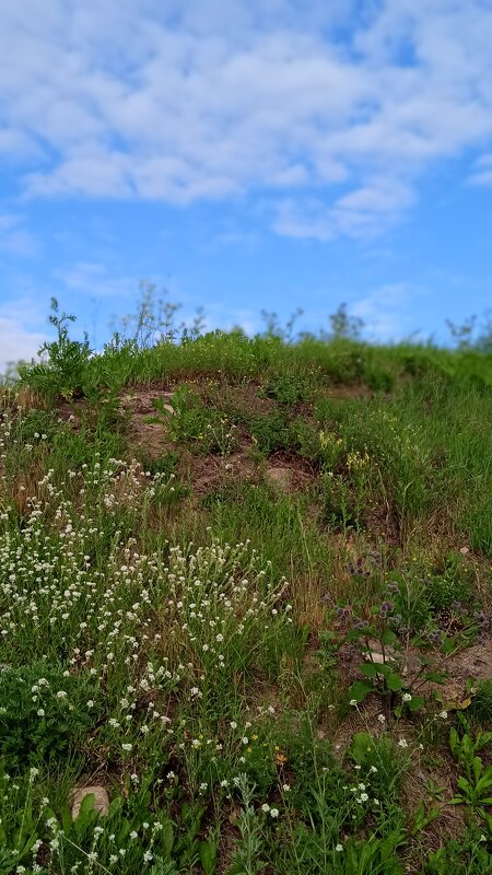 кусочек природы в большом городе - Елена Шаламова