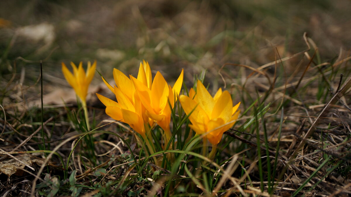 Весна ! - Вен Гъновски