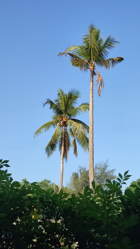 там, где солнце и птицы поют - Vera_85916050 Lario