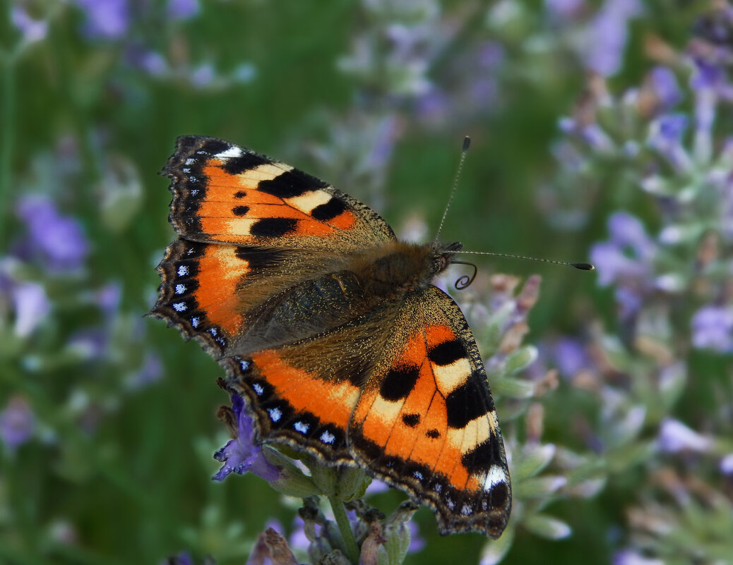 Шоколадница - Александр Ковальчук