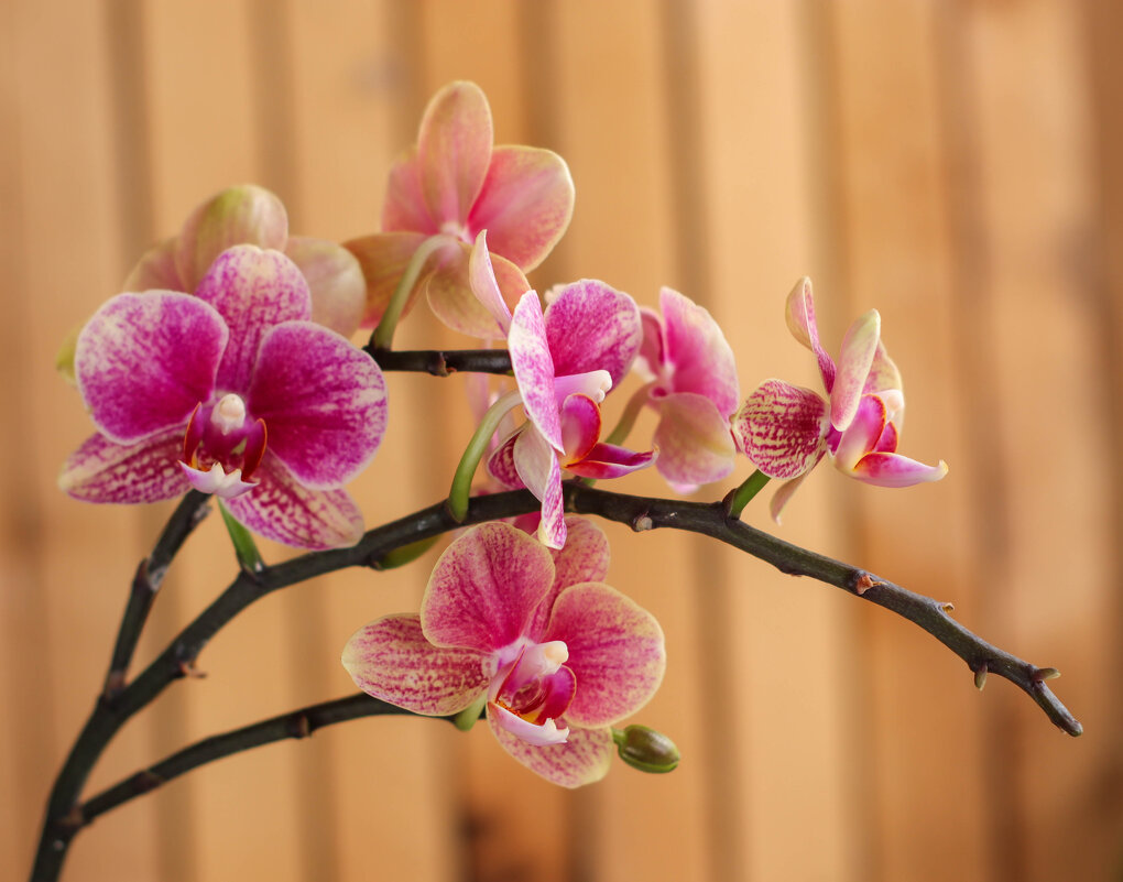 Моя коллекция орхидей - Irene Irene