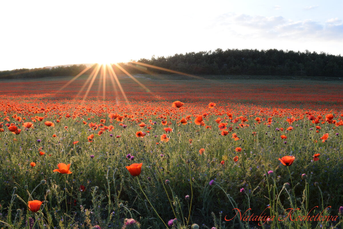 Природа Крыма - Изумительная Космея