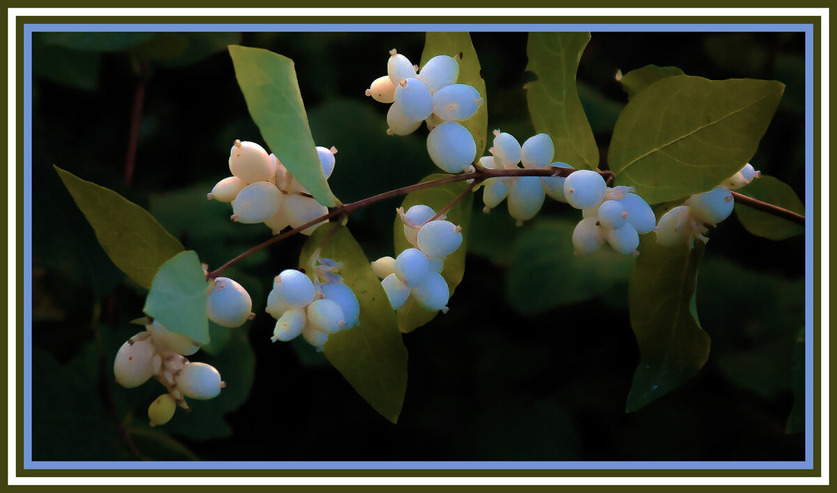 Снежноягодник - Владимир Кроливец
