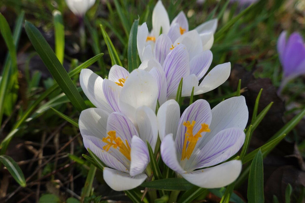 Крокусы чистые, хрупкие, светлые, ... - Галина 
