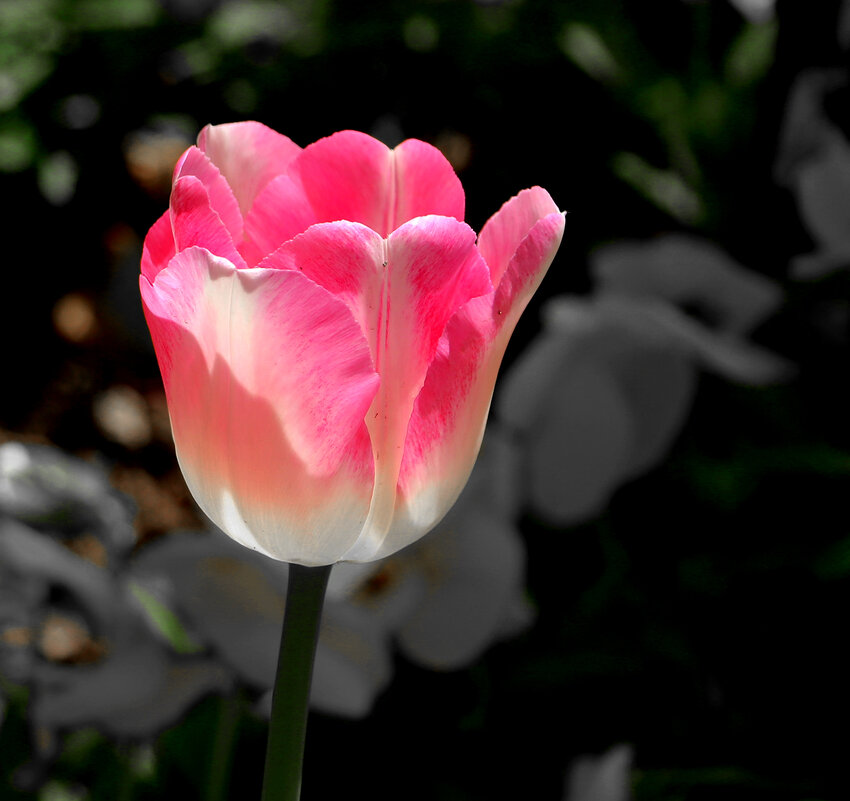 Ждём весну! - Светлана 