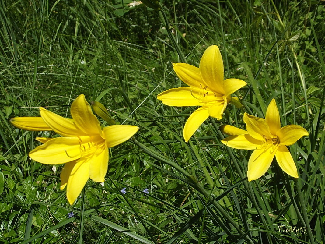 Лилейники - Freddy 97